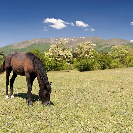 Barcelo Royal ساني بيتش