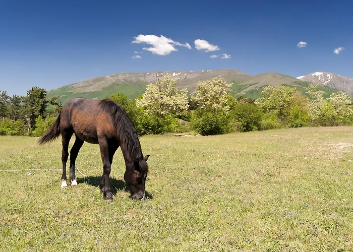 Barcelo Royal Sunny Beach